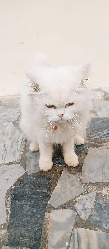 Persian cat for sale 5