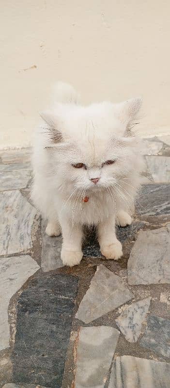 Persian cat for sale 6