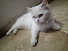 fency cat home breed female for sale any one want to buy then contect