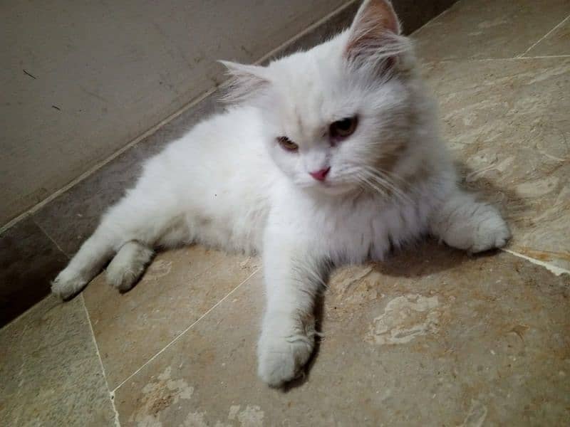 fency cat home breed female for sale any one want to buy then contect 0