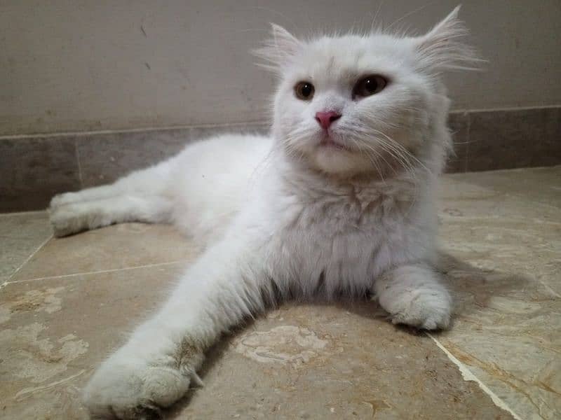 fency cat home breed female for sale any one want to buy then contect 1