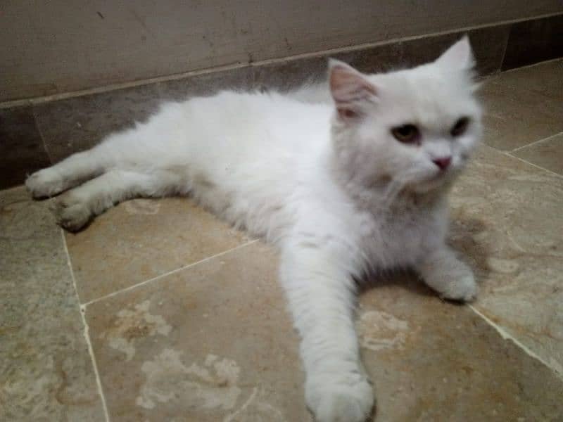 fency cat home breed female for sale any one want to buy then contect 2