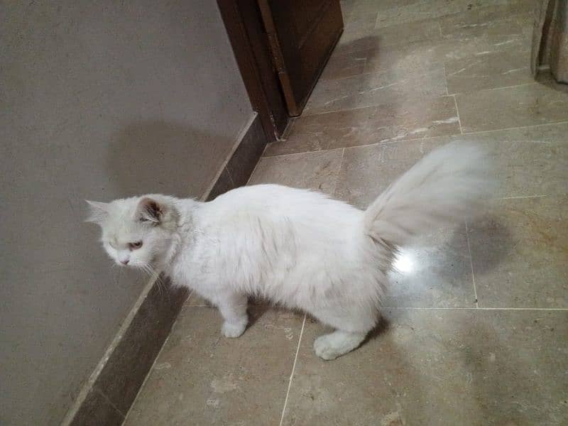 fency cat home breed female for sale any one want to buy then contect 5