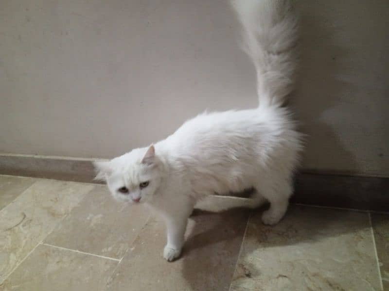 fency cat home breed female for sale any one want to buy then contect 6