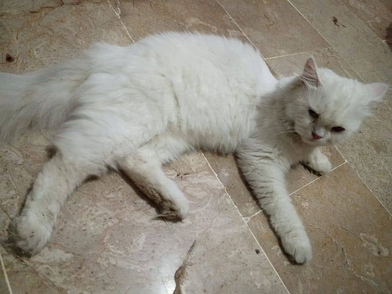 fency cat home breed female for sale any one want to buy then contect 8