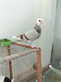 pigeon for sale, black tail, lakka kabuter