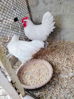 4 months bantam pair for sale