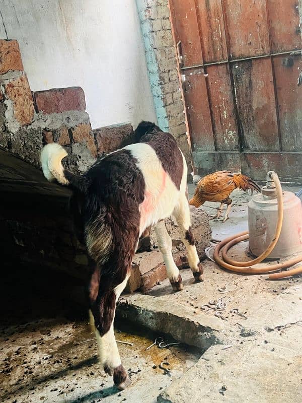 Sindi Bakry Gulabi Nasal 75000 Ka Ek Hay Bakra 1