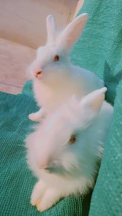 Gorgeous Angora Rabbits!