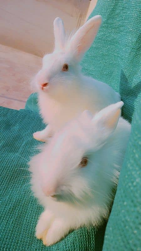 Gorgeous Angora Rabbits! 0