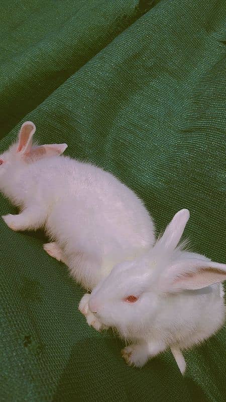 Gorgeous Angora Rabbits! 1