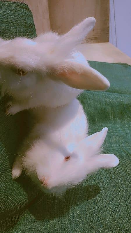 Gorgeous Angora Rabbits! 2