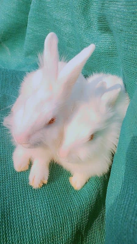 Gorgeous Angora Rabbits! 3