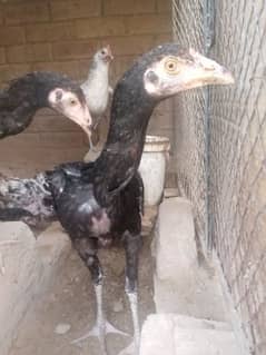 Aseel Pair male Thai cros pear for sale