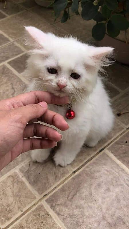 Persian kitten for urgent saleMy WhatsApp number 03473694899 0