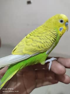 budgie ka pair hai handtame hai