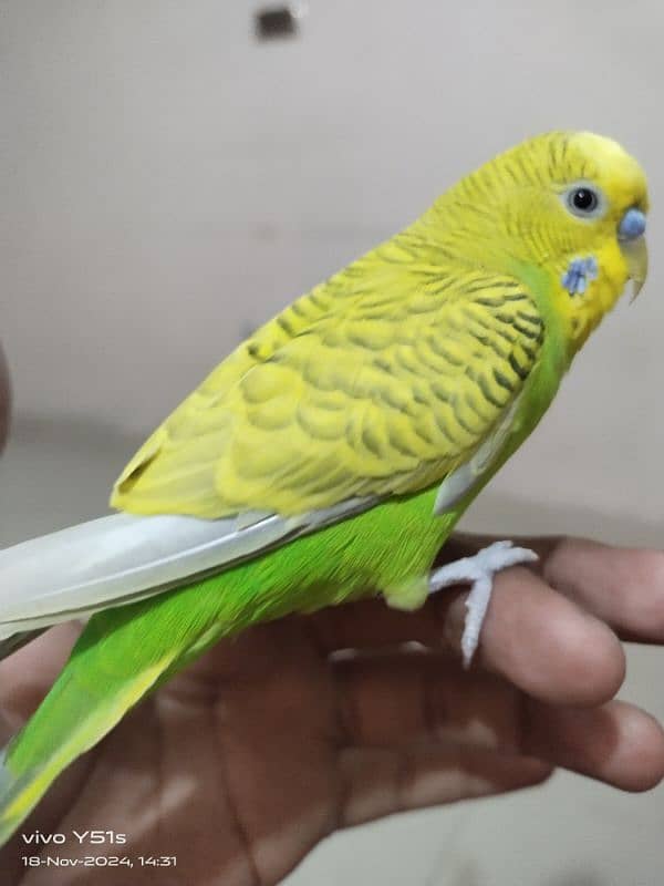 budgie ka pair hai handtame hai 0