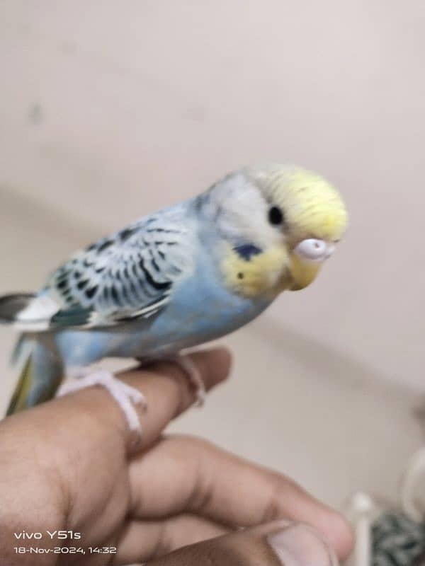 budgie ka pair hai handtame hai 1