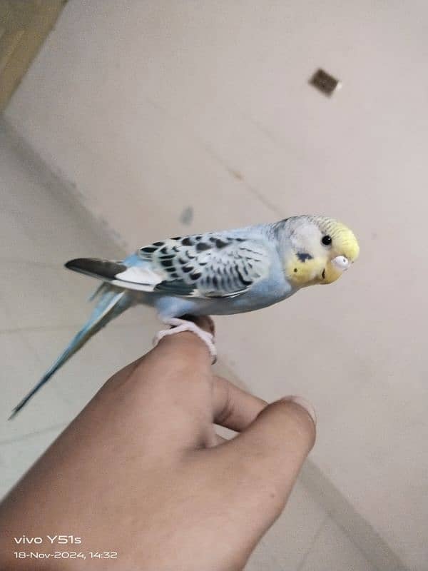 budgie ka pair hai handtame hai 2