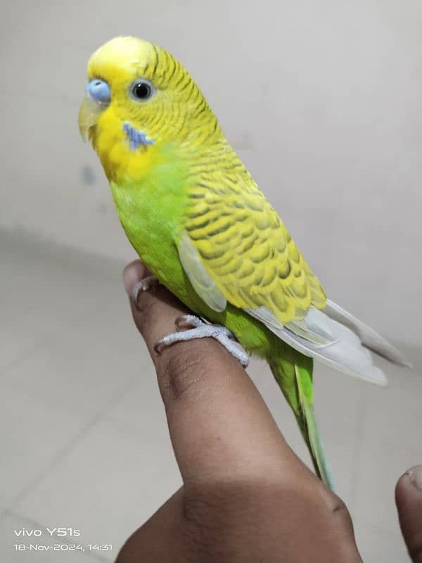 budgie ka pair hai handtame hai 3