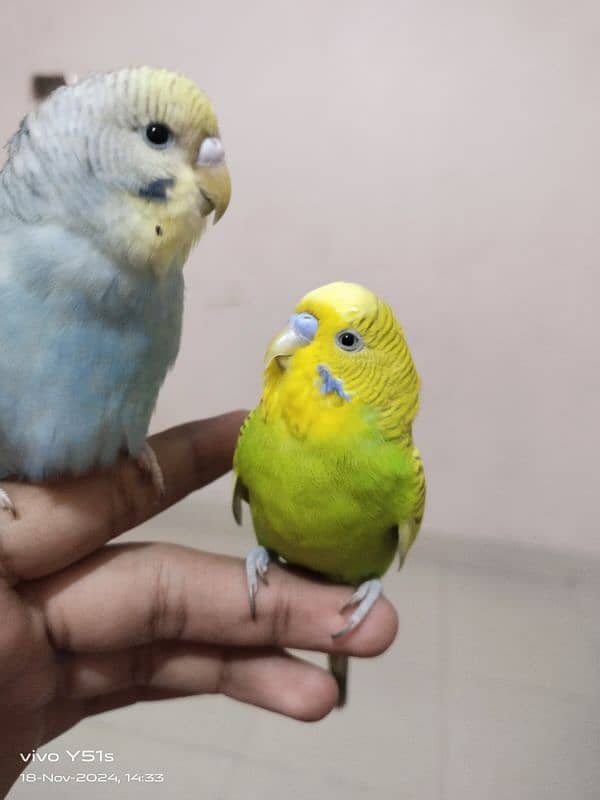 budgie ka pair hai handtame hai 4