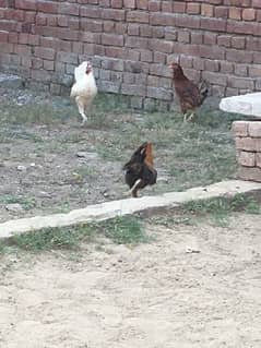 golden miser & Desi hen for sale 03188305150 call  WhatsApp 1200piece