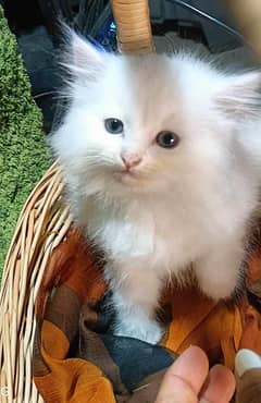 Persian kitten for urgent saleMy WhatsApp number 03473694899