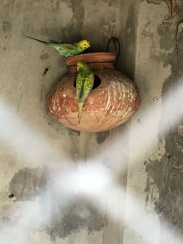 Budgies breader pair 1