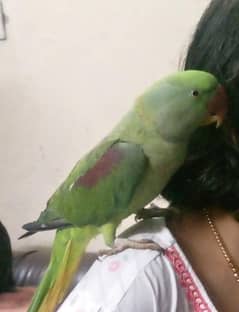 Raw Parrot For sale full healthy nd active Full baten krta h tammed h