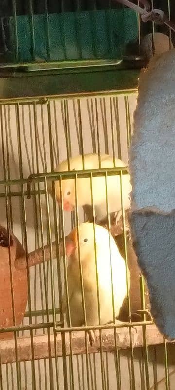 Deceno pastel eno lovebirds pair 0