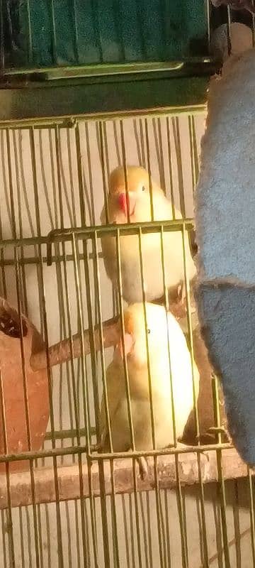 Deceno pastel eno lovebirds pair 2