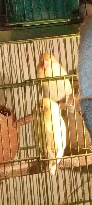 Deceno pastel eno lovebirds pair 5