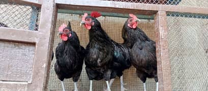 australorp egg laying hen