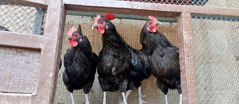 australorp egg laying hen 0