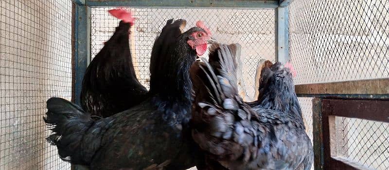 australorp egg laying hen 2