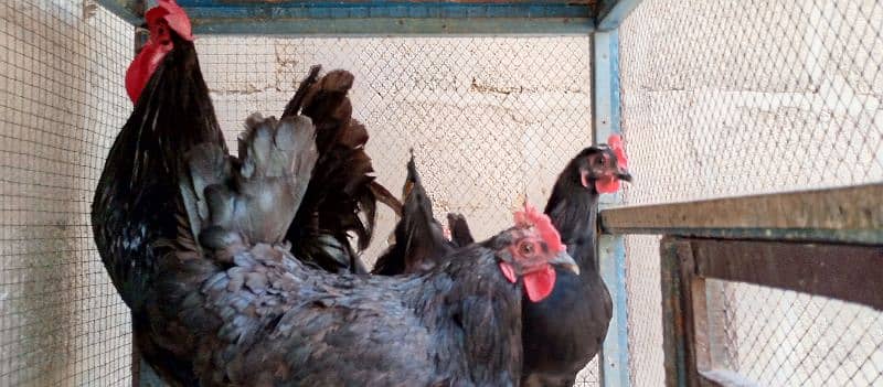 australorp egg laying hen 5