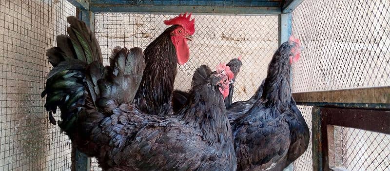 australorp egg laying hen 6