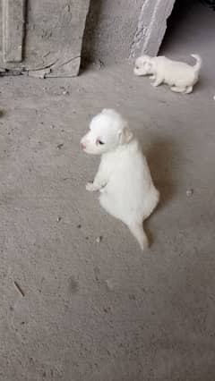 Russian puppy for sale