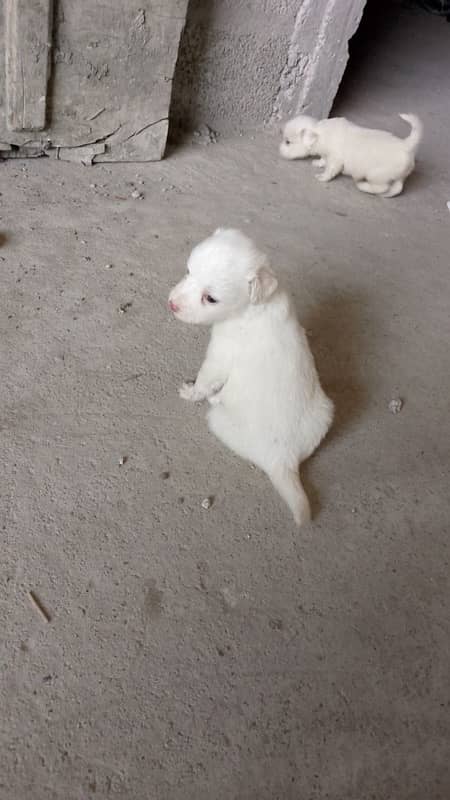 Russian puppy for sale 1