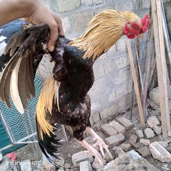 2 aseel cock for sale 0