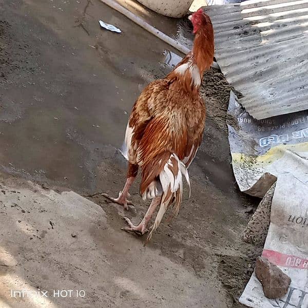 2 aseel cock for sale 5