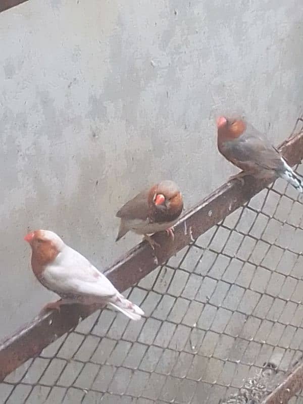 Mutations Finches 0