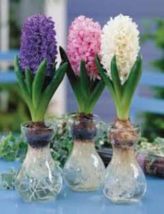 hyacinth available,lotus seeds,npk fertilizer imported,dengue Spray