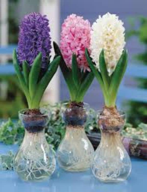 hyacinth available,lotus seeds,npk fertilizer imported,dengue Spray 0