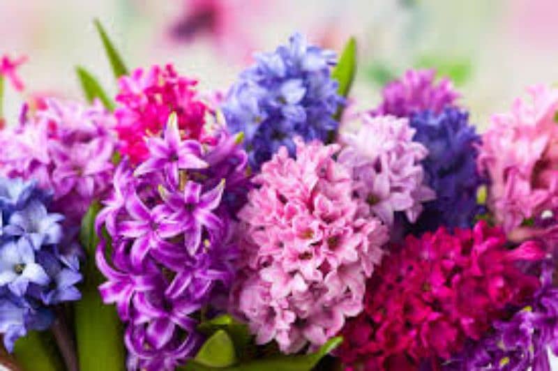 hyacinth available,lotus seeds,npk fertilizer imported,dengue Spray 1