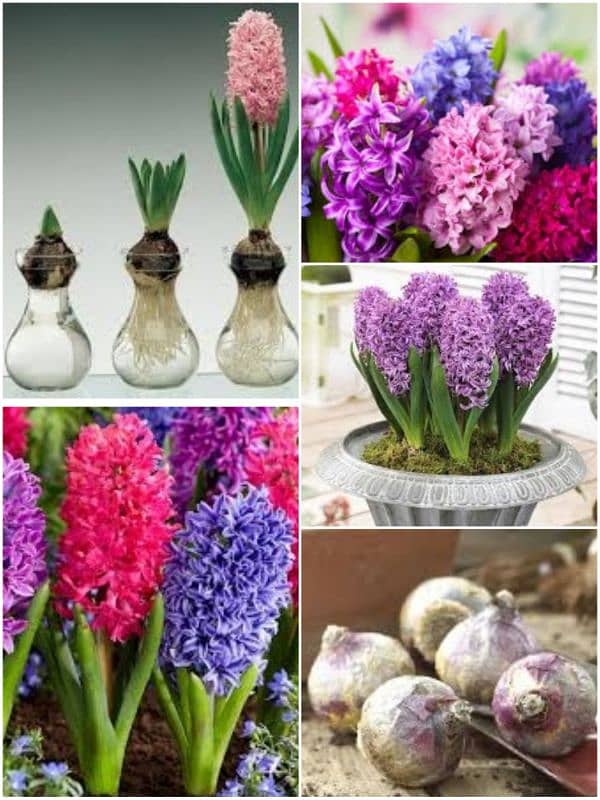 hyacinth available,lotus seeds,npk fertilizer imported,dengue Spray 2