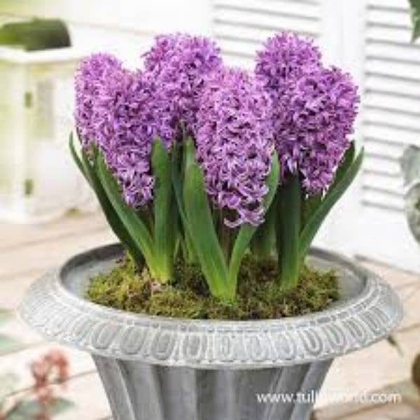 hyacinth available,lotus seeds,npk fertilizer imported,dengue Spray 3