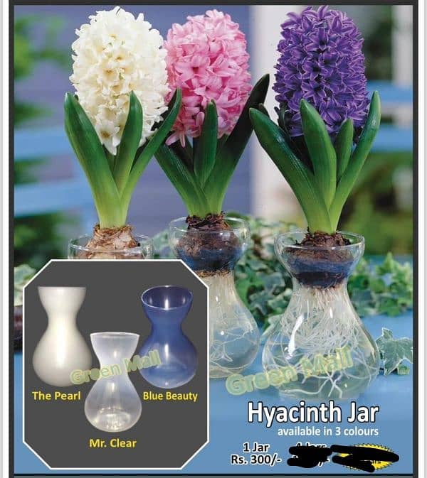 hyacinth available,lotus seeds,npk fertilizer imported,dengue Spray 4