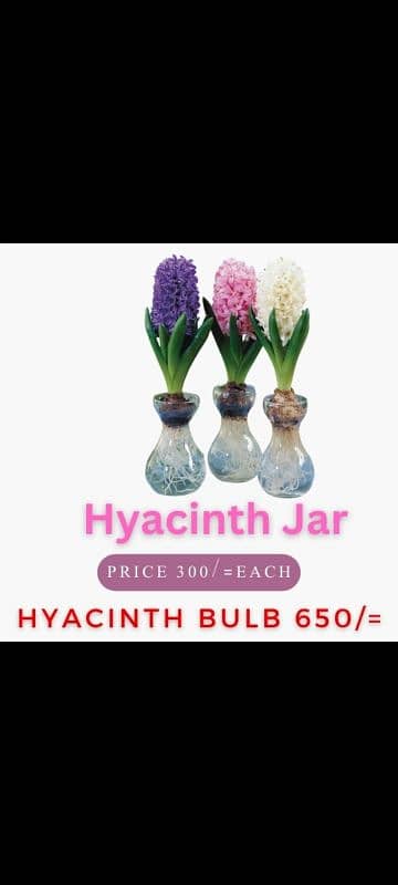 hyacinth available,lotus seeds,npk fertilizer imported,dengue Spray 5