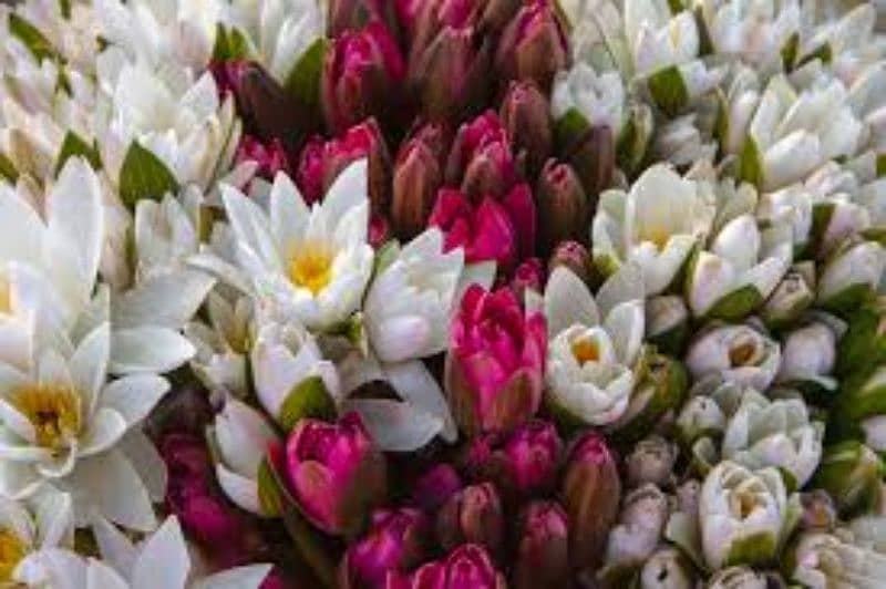 hyacinth available,lotus seeds,npk fertilizer imported,dengue Spray 13